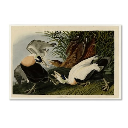 Audubon 'Eider Duckplate 246' Canvas Art,16x24